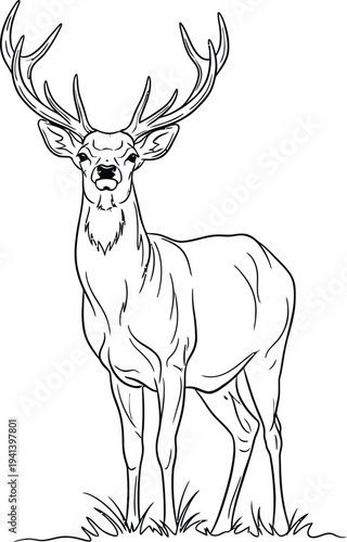 A large buck deer with impressive antlers standing in a field