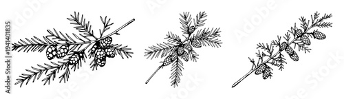 Cedar branch set with botanical engraving style featuring clusters of cones, evergreen leaves, detailed illustration with vintage ink and natural elements