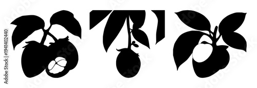 Mangosteen fruit set with solid black silhouette featuring tropical exotic theme, leaf crown, black and white illustration with fruit and foliage and botanicals