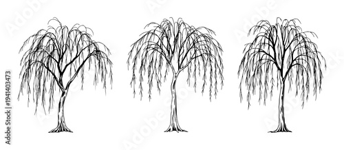 Weeping willow tree set with elegant trailing branches featuring fine line art, delicate curves, nature with botany and organic feel