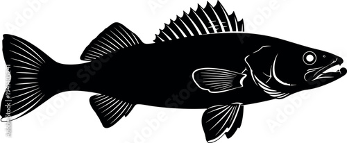 Black and white walleye fish vector illustration isolated on white background with detailed fins and silhouette for fishing sports design