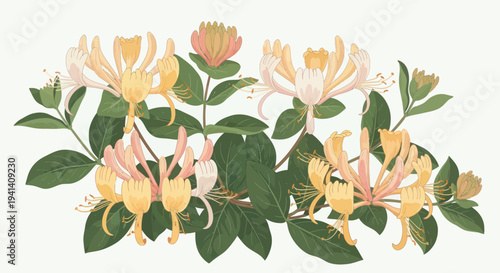 Delicate Honeysuckle Blossoms with Green Leaves