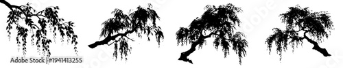 Silhouette of a Weeping Willow Branch