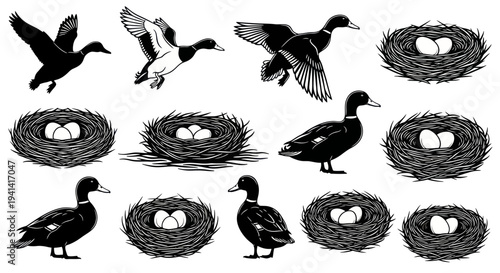 Ducks and Nests with Eggs - Black and White Illustration Set