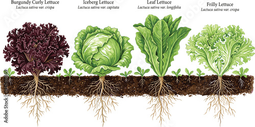 Lettuce Varieties Botanical Illustration, Burgundy Curly Iceberg Leaf and Frilly Lettuce with Roots Growing in Soil for Agriculture Education