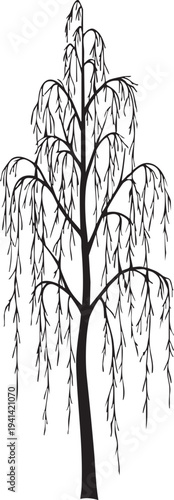 Silver Birch Tree Slender Profile and Weeping Branch Silhouettes