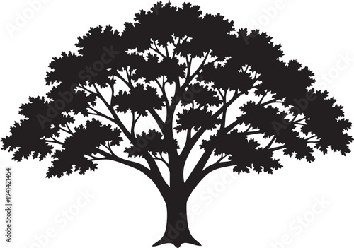 American Elm Tree Classic Vase Shaped Branching Silhouette