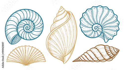 Seaside shell illustration vector collection with colorful nautilus conch scallop and spiral seashells on white background for ocean