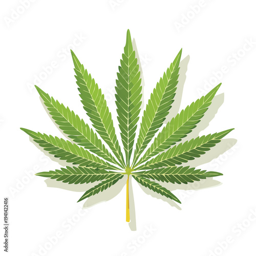 cannabis leaf on white background