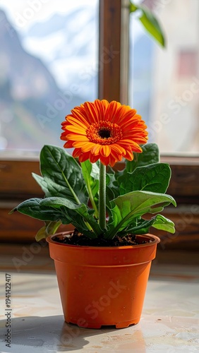 Bright orange gerbera daisy in a brown pot by a sunny window
