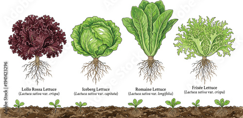 Lettuce Varieties Botanical Illustration Set, Lollo Rossa Iceberg Romaine and Frisée Lettuce Plants with Roots for Agriculture Education Design