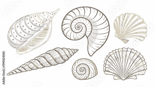 Minimalist seashell line art vector pack featuring six detailed shell illustrations in various shapes and sizes on white background