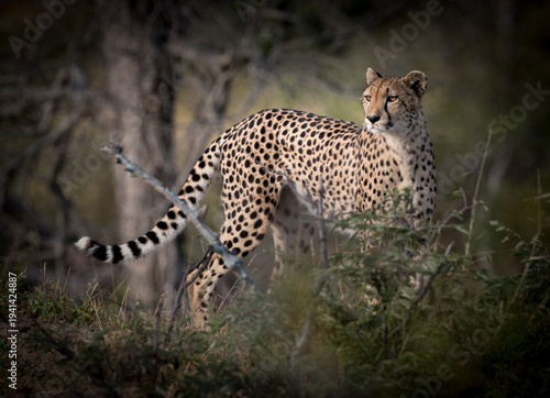 A cheetah stands alert in the tall grass of its natural habitat, scanning its surroundings for prey or danger.