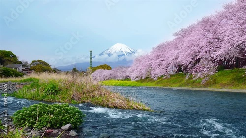 Fuji mountains and cherry blossoms in spring, Japan. Slowmotion.