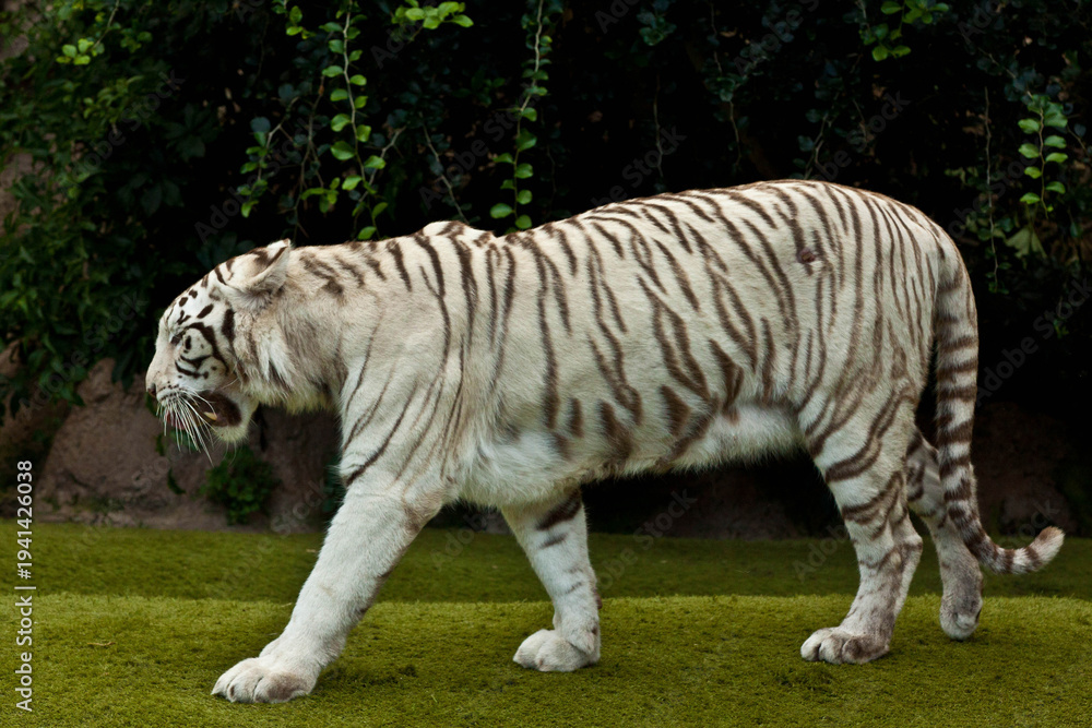 Obraz premium White Tiger Portrait Close-Up – Rare Bengal Tiger with Blue Eyes