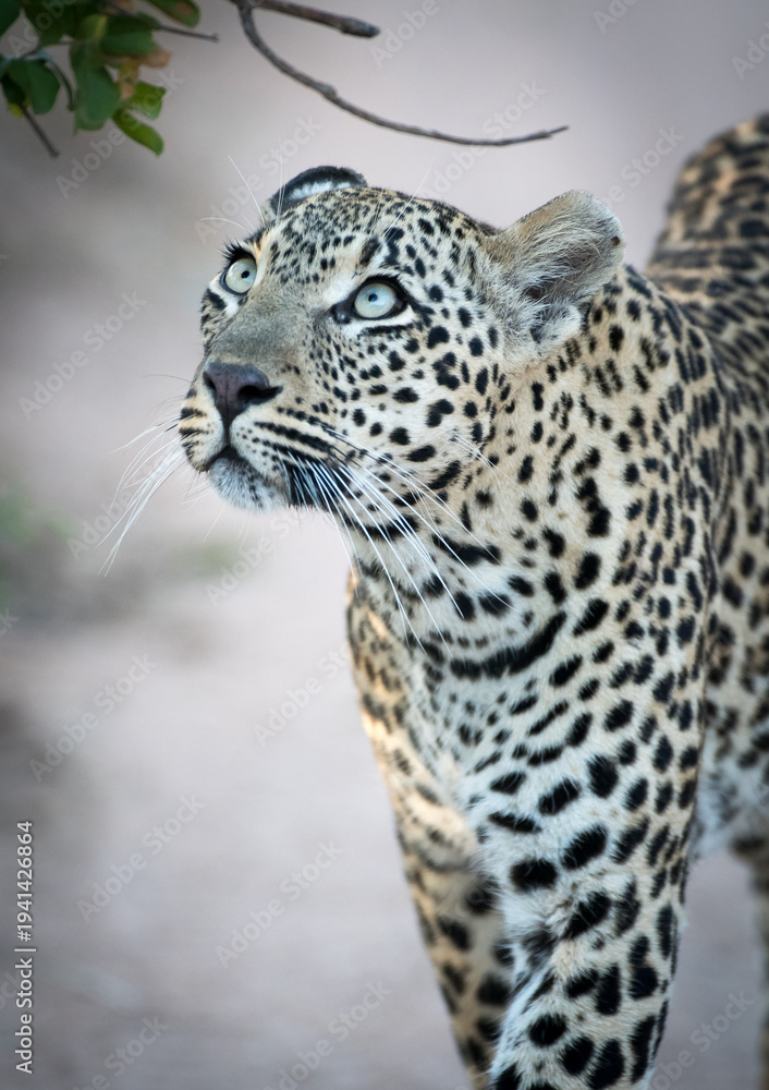 Obraz premium A leopard with striking blue eyes looks up, its spotted coat blending with the dappled light. It appears alert and watchful in its natural habitat.