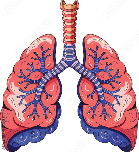 Human lungs anatomy respiratory system vector illustration flat design