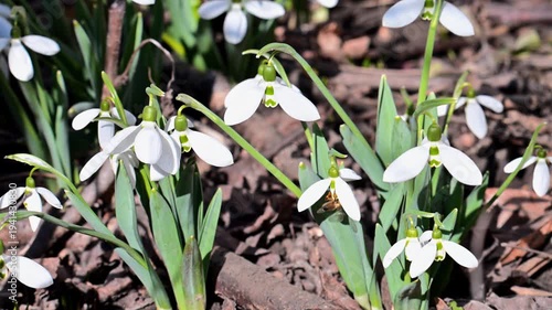 Beautiful white snowdrop flowers blooming in early spring