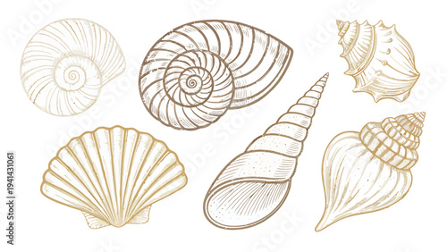 Hand drawn seashells collection in brown and gold lines on white background for design