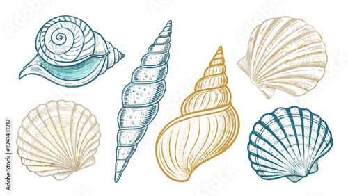Vibrant hand drawn seashell collection with various ocean shells on white background colorful illustration