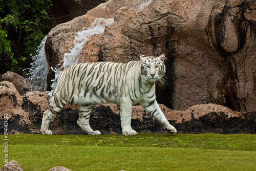 White Tiger Portrait Close-Up – Rare Bengal Tiger with Blue Eyes