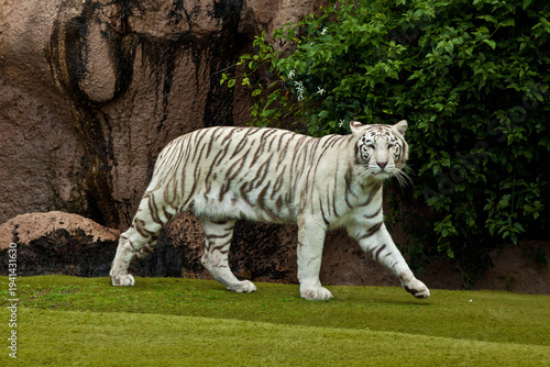 White Tiger Portrait Close-Up – Rare Bengal Tiger with Blue Eyes