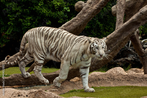 White Tiger Portrait Close-Up – Rare Bengal Tiger with Blue Eyes