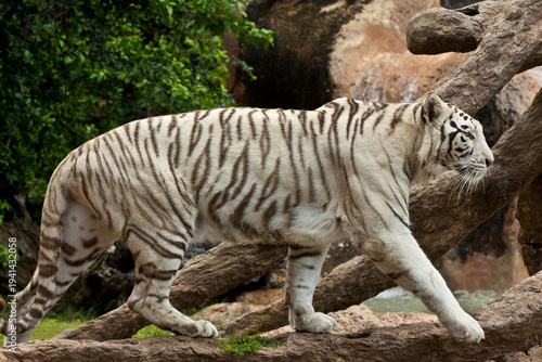 White Tiger Portrait Close-Up – Rare Bengal Tiger with Blue Eyes