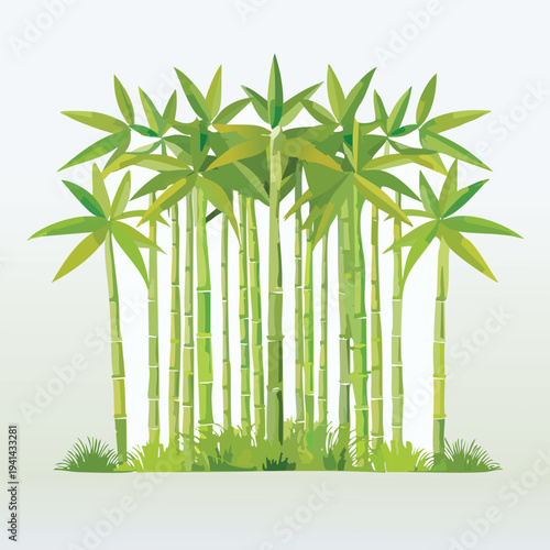 bamboo forest with bamboo