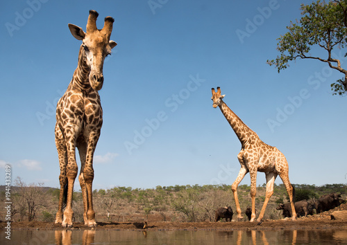 Two giraffes and a herd of Cape buffalo gather at a watering hole in a savanna landscape under a clear blue sky.