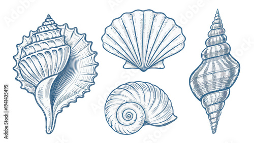 Four seashells line drawing vector illustration set including conch scallop and spiral shells on white background for design