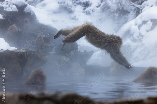 View of a snow monkey mid-air in a dramatic leap over the steaming, misty thermal waters surrounded by snow-covered rocks, Yamanochi, Nagano, Japan.