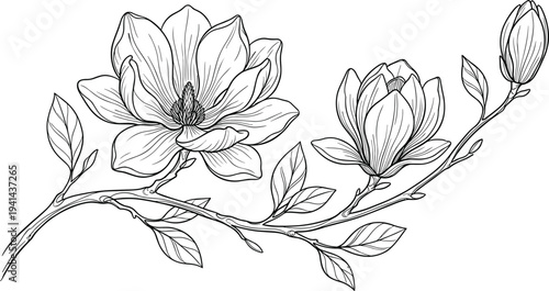 Flat vector illustration of magnolia branch, blooming flowers and bud, botanical line drawing artwork, floral design, nature plant sketch