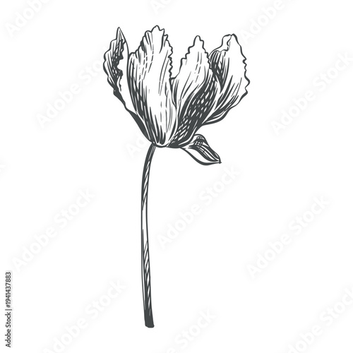 Vector sketch of a cyclamen. Fragrant primrose on a white background. Line drawing of the flower. Imitation of engraving.