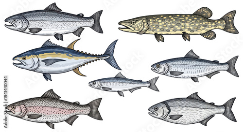 Collection of Various Fish Species: Salmon, Tuna, Pike, Sardine, Herring
