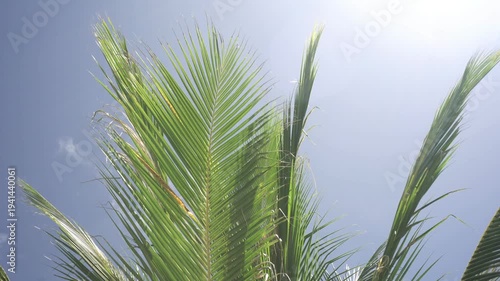 Green palm leaves against blue sky and sun, hot tropical day.