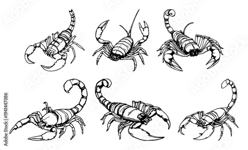 Scorpion set with detailed ink drawing of a scorpion stinger raised showing intricate segmented anatomy featuring stinger, anatomy, high contrast with white background and black lines