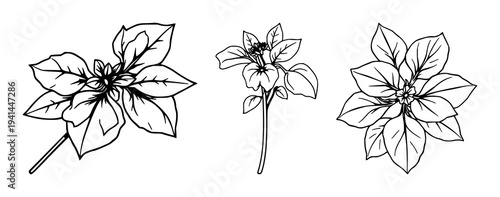 Basil herb set with single ruffled purple sprig featuring black line art, botanical illustration, fresh ingredients with organic produce and healthy eating