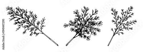 Dill sprig set with black line art illustration of fresh feathery leaves on white background featuring botanical, herb, plant with minimalism and typography