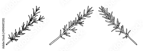 Rosemary sprig set with simple black line art design featuring woody plant, herb illustration, natural foliage with iconography and botanical detail
