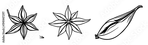 Star anise pod set with intricate black line art illustration featuring star anise, spice, botanical with minimalist and graphic style