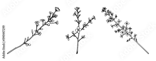 Thyme sprig set with black line art against a white background featuring botanical, line drawing, floral details with herbs and foliage