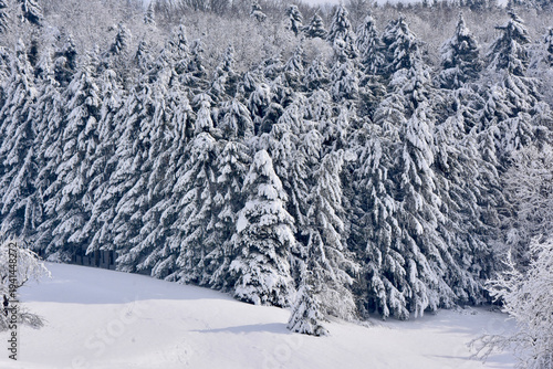 Winterwald 1