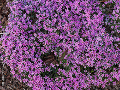 Dense carpet of blooming purple creeping phlox flowers (Phlox subulata) in spring garden, vibrant violet color palette, concept of seasonal bloom, garden plants and spring nature.