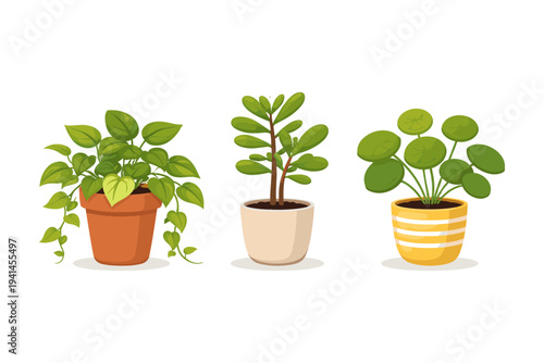 Three potted houseplants with lush green leaves displayed in decorative pots