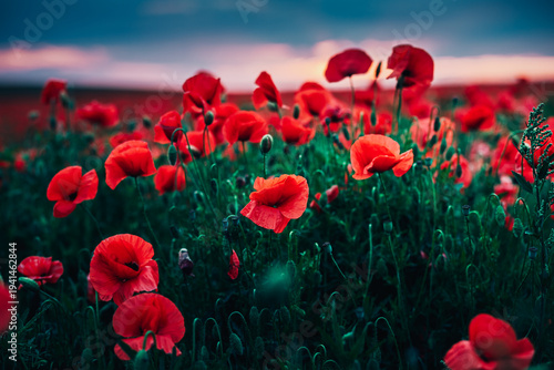 Breathtaking field of red poppies under a glowing sunset with a moody sky.