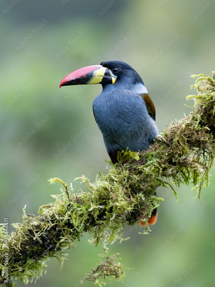 Fototapeta premium Gray-breasted mountain-toucan perched on mossy branch in cloud forest