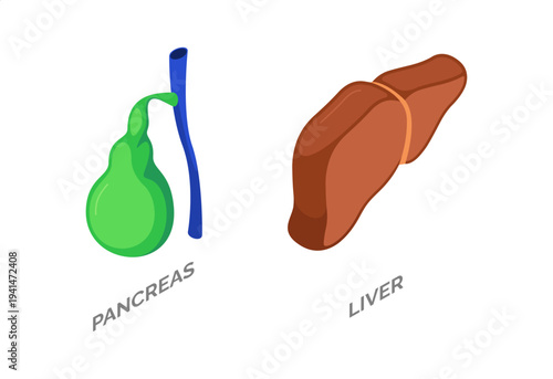Human pancreas and liver. Vector isolated isometric anatomical organs. Healthcare and anatomy education, scientific infographics and medical presentations. Biology and internal systems