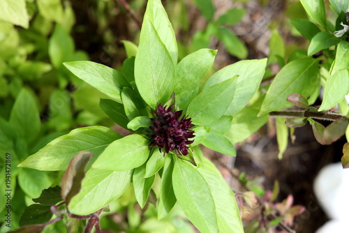 Close up top tree of Ocimum basilicum or Thai basil or Sweet basil blooming in Thailand.