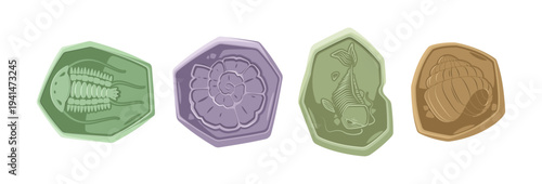 Conch or sea shell fossils, prehistoric marine animals skeletons set. Vector cartoon underwater creature and dwellers of Jurassic era. Shellfish or mollusk, ancient maritime wildlife